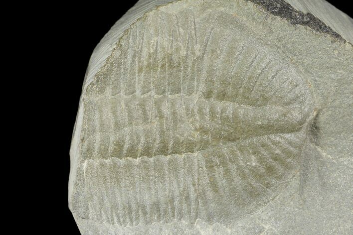 Partial Ogyginus Cordensis - Classic British Trilobite #103111